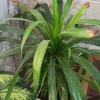 گل زیبا|گل و گیاه طبیعی|نیشابور, گنبد سبز|دیوار