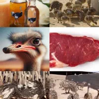 گوشت نرمه خالص بدونه کوچکترین چربی و استخوانی