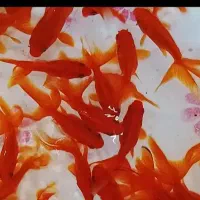 ماهی موجود شده با بهترین قیمت