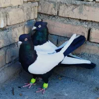 سینه سیاه