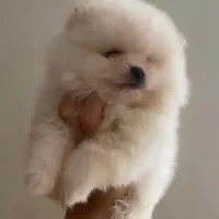 سگ پامر خرسی.پامرانیان جیبی|سگ|شیراز, میانرود|دیوار