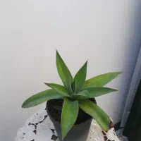 گل زیبا آگاو ، گل هدیه زنده ای که ماندگار است|گل و گیاه طبیعی|بسطام, |دیوار