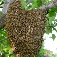 زنبور عسل  بچه زنبور