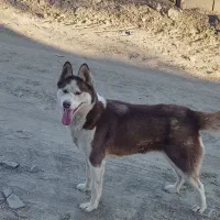 سگ هاسکی ماده