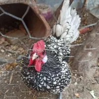 خروس مینیاتوری