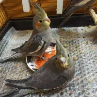 جوجه عروس هلندی