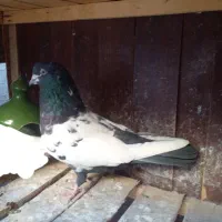 کفتر نر|پرنده|قم, نخودی|دیوار