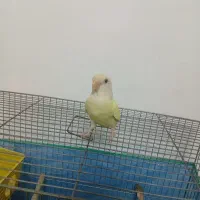 کوتوله برزیلی فول دستی