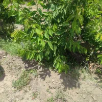 فروش زمین کشاورزی در روستای شاره 44دقیقه آب چشمه|فروش زمین و ملک کلنگی|سبزوار, کراب|دیوار