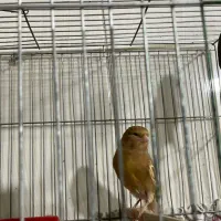 قناری ماده فائو چشم قرمز|پرنده|رامهرمز, |دیوار