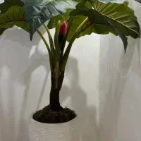 گلدان مصنوعی بابا آدم