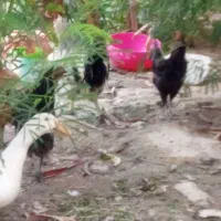 مرغ و خروس  محلی