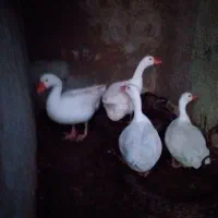 حیوانات مزرعه