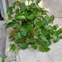 گل پتوس|گل و گیاه طبیعی|الوند, |دیوار