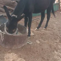 الاغ|حیوانات مزرعه|شیراز, گویم|دیوار