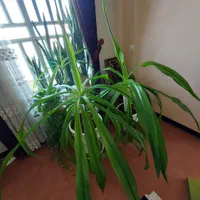 گل ذرتی|گل و گیاه طبیعی|شیراز, شهرک مطهری|دیوار