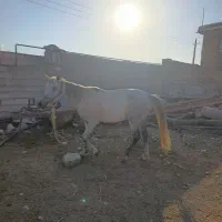 اسب