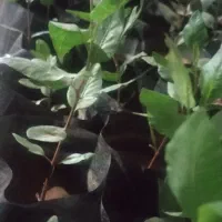 نهال پسته امسالی عالی