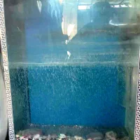 آکواریوم ۸۰در۶۵آستانه اشرفیه