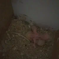 جوجه کوتوله|پرنده|تربت جام, نظامی|دیوار