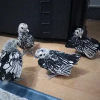 جوجه مینیاتوری|حیوانات مزرعه|کرج, حصارک بالا|دیوار