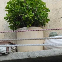 گل‌مرجان‌