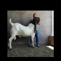 خریدارباقالی باقله ۴۰ هزارتمان