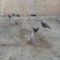 بوقلمون