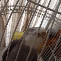 عروس هلندی طوطی پرنده