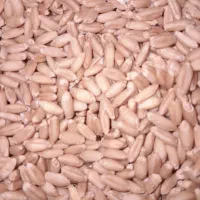 فروش|حراج|فرمهین, |دیوار