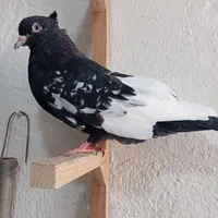 ۷سینه سیاه از سه پره تا سربند اومده +سینه تافته ای|پرنده|مرودشت, ابوذر شمالی‎|دیوار