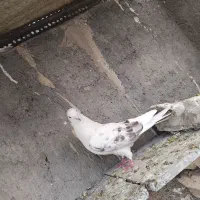 ۲عددکفترپشت دار|پرنده|اسلامشهر, شهرک مهدیه|دیوار