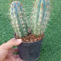 گلهای زینتی|گل و گیاه طبیعی|شیراز, دشت چنار|دیوار