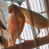 جفت قناری|پرنده|تربت جام, فاز ۲ فرهنگیان|دیوار