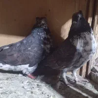 کفتر قاره|پرنده|کوهدشت, |دیوار