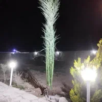 درخت خرما|خدمات باغبانی و درختکاری|یزد, |دیوار