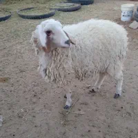 بره ماده|حیوانات مزرعه|فردوس (خراسان), |دیوار