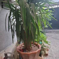 درخت یوکا چند ساله