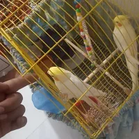 یک جفت عروس هلندی اهلی|پرنده|اهر, |دیوار