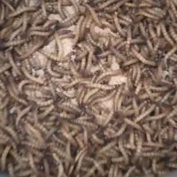کرم سوپر ورم
