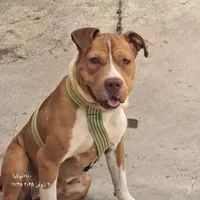 سگ همکاری پرورش حیوانات واگذاری