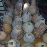 کدو،کویی