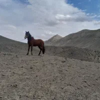 کره دوساله یابو