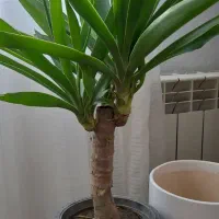 گل طبیعی یوکا