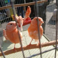 قناری سرخ و سهره نر ماده تک و جفتی|پرنده|تهران, پرستار|دیوار