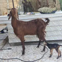 بز،بلوچی سه قلو زا با کهره نر،۳بره ماده