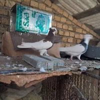 جفت رنگی|پرنده|شیراز, شاپورجان|دیوار