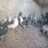 کبوتر  فروشی