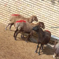 ۳ راس میش تخمی آبستن درشت و مقبول.. بز بزغاله بره