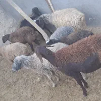 ۹ راس میش و بره